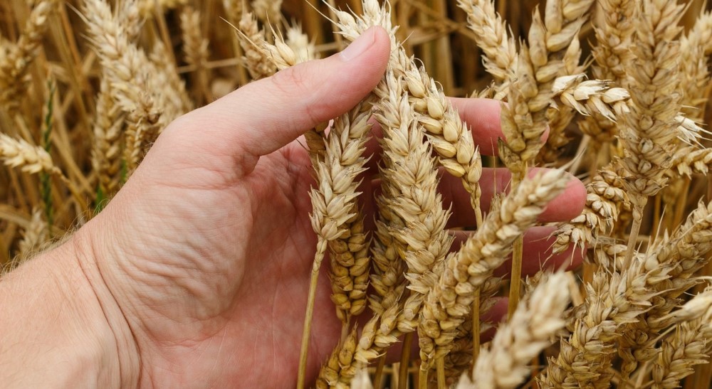 Es tiempo de cosecha