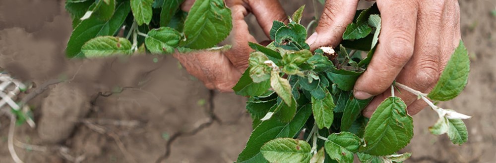 Su Paz, no la nuestra